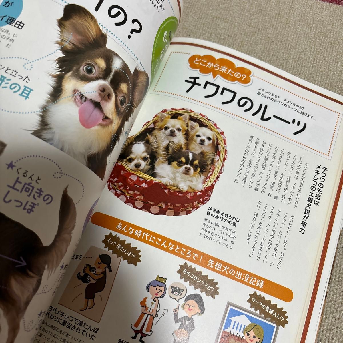 いぬのきもち チワワとの暮らしが楽しくなる本