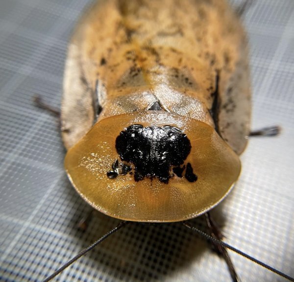 ジャイアントウッドローチ Archimandrita tesselata　幼体10