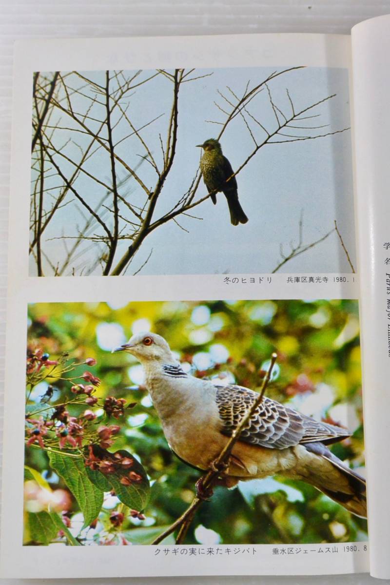 『神戸の野鳥観察記　神戸の自然6』　加藤昌宏 神戸市立教育研究所　昭和56年_画像5