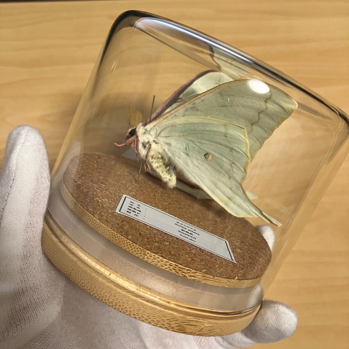 昆虫標本】オオミズアオ ガラスケース入り|Yahoo!フリマ(旧 昆虫標本】オオミズアオ ガラスケース入り|Yahoo!フリマ(旧