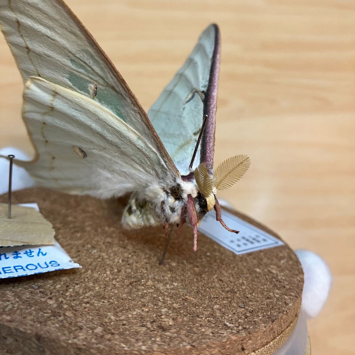 昆虫標本】オオミズアオ ガラスケース入り|Yahoo!フリマ(旧 昆虫標本】オオミズアオ ガラスケース入り|Yahoo!フリマ(旧