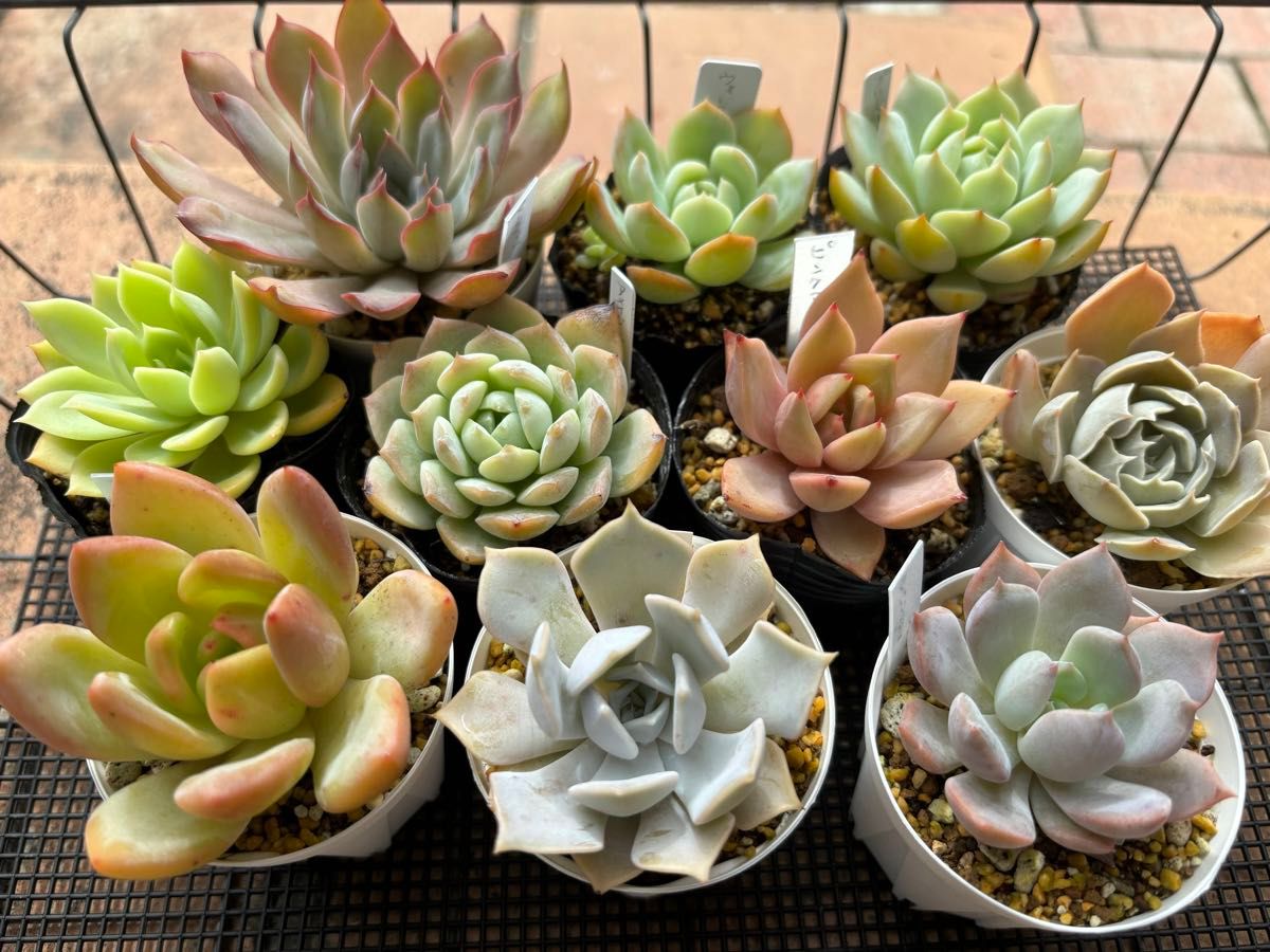 多肉植物 エケベリア 10個セット 寄せ植え|Yahoo!フリマ(旧 多肉植物 エケベリア 10個セット 寄せ植え|Yahoo!フリマ(旧