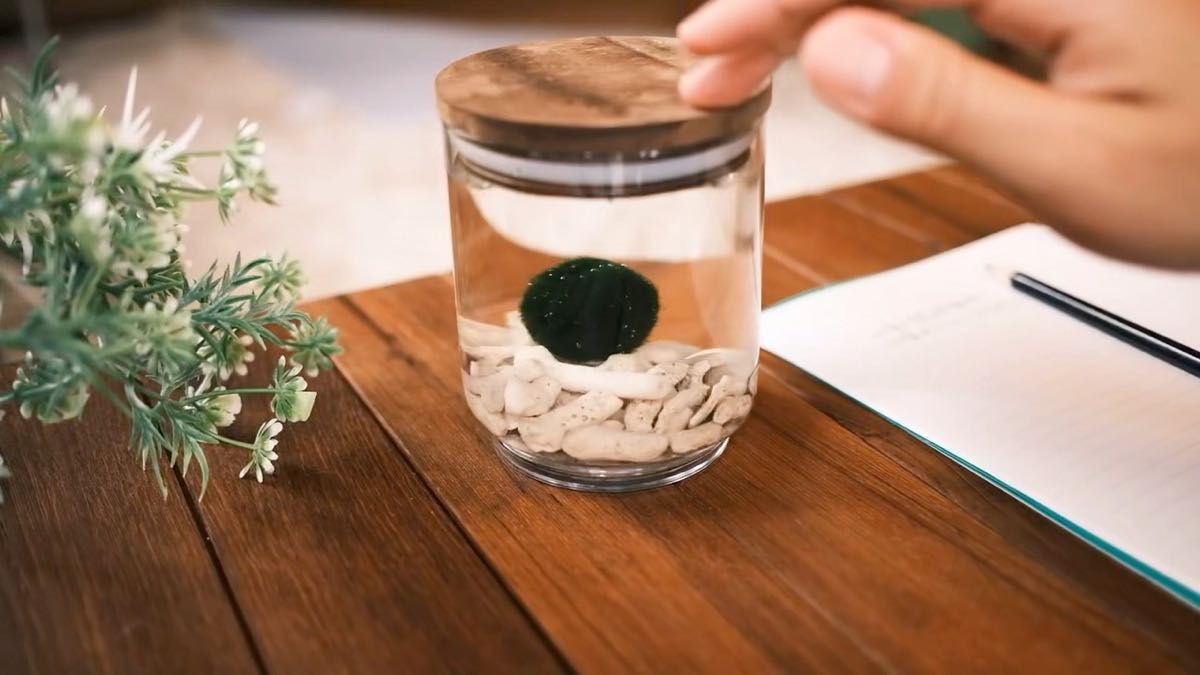 【回して育てる!天然まりも】 回転式卓上ボトルRolling Moss Ball