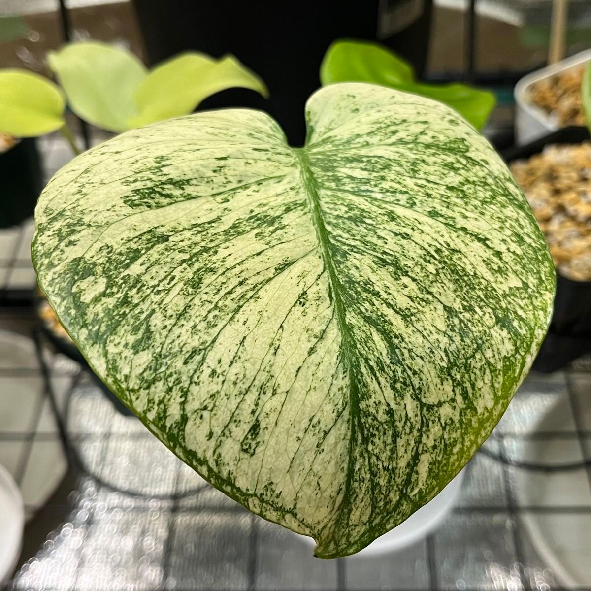 モンステラ・ホワイトモンスター 天津蘭 Monstera Deliciosa モンステラ・ホワイトモンスター 天津蘭 Monstera Deliciosa