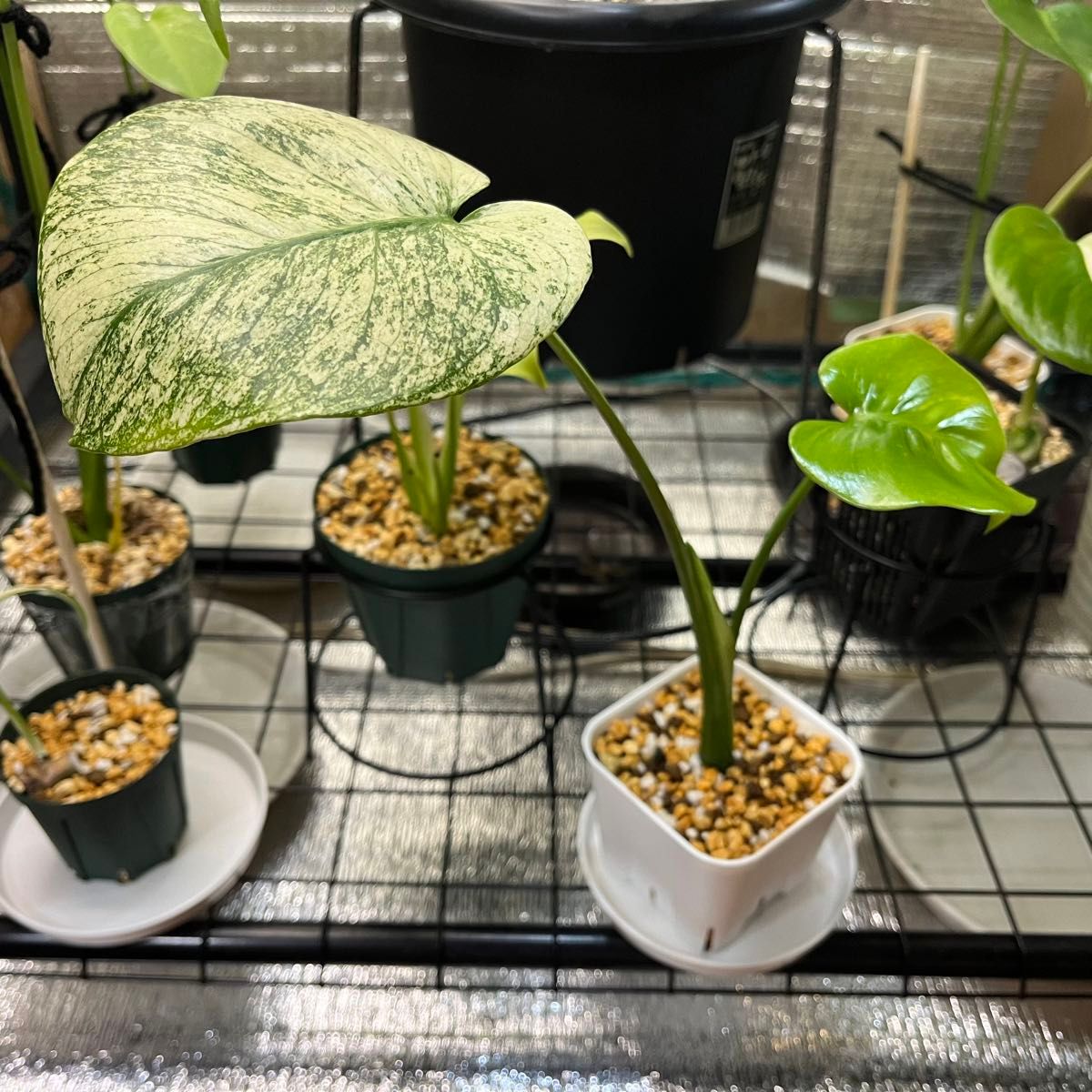 モンステラ・ホワイトモンスター 天津蘭 Monstera Deliciosa モンステラ・ホワイトモンスター 天津蘭 Monstera Deliciosa