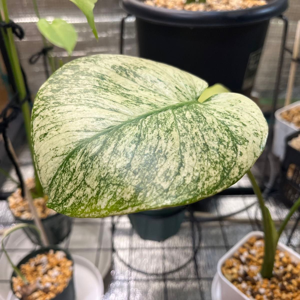 モンステラ・ホワイトモンスター 天津蘭 Monstera Deliciosa モンステラ・ホワイトモンスター 天津蘭 Monstera Deliciosa