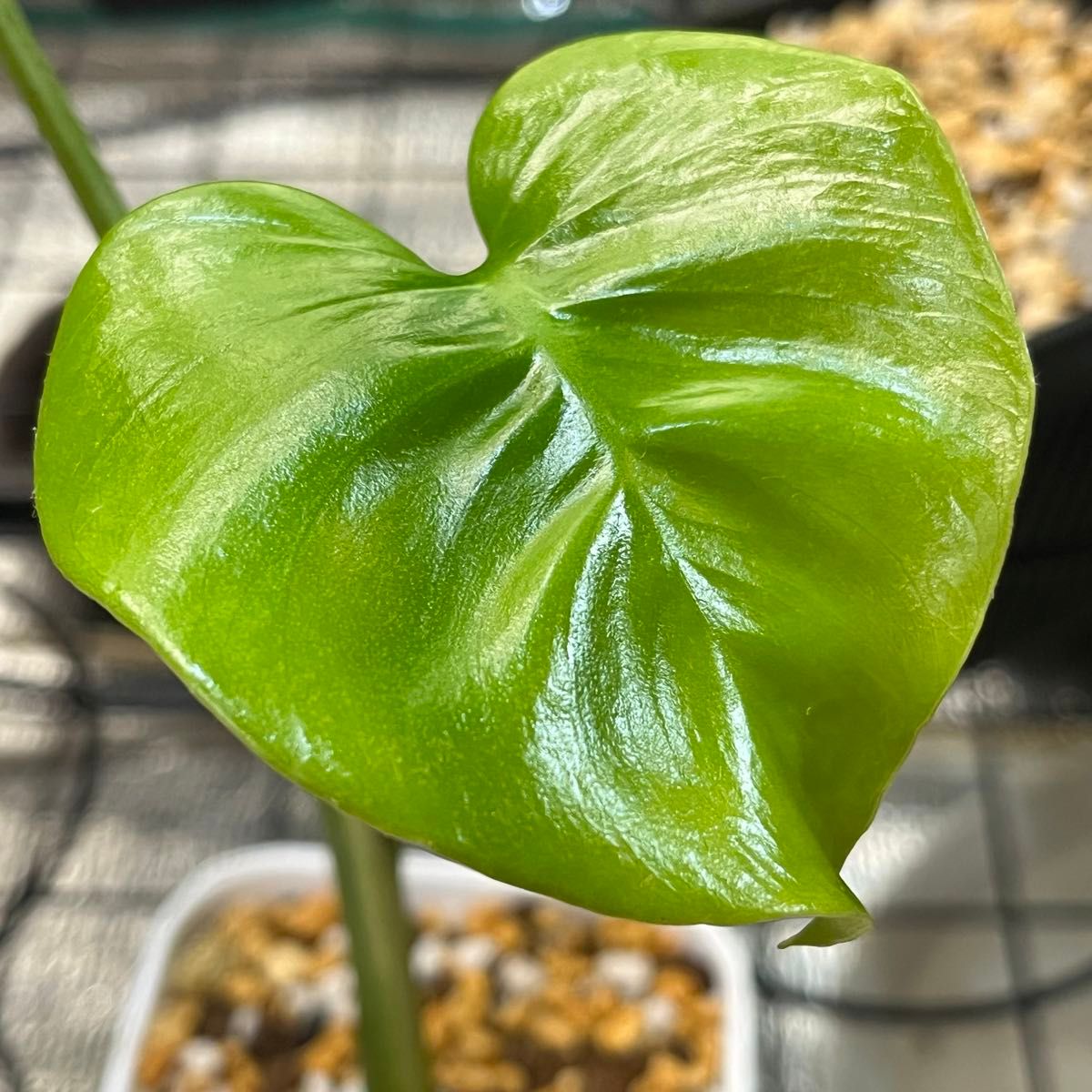 モンステラ・ホワイトモンスター 天津蘭 Monstera Deliciosa モンステラ・ホワイトモンスター 天津蘭 Monstera Deliciosa