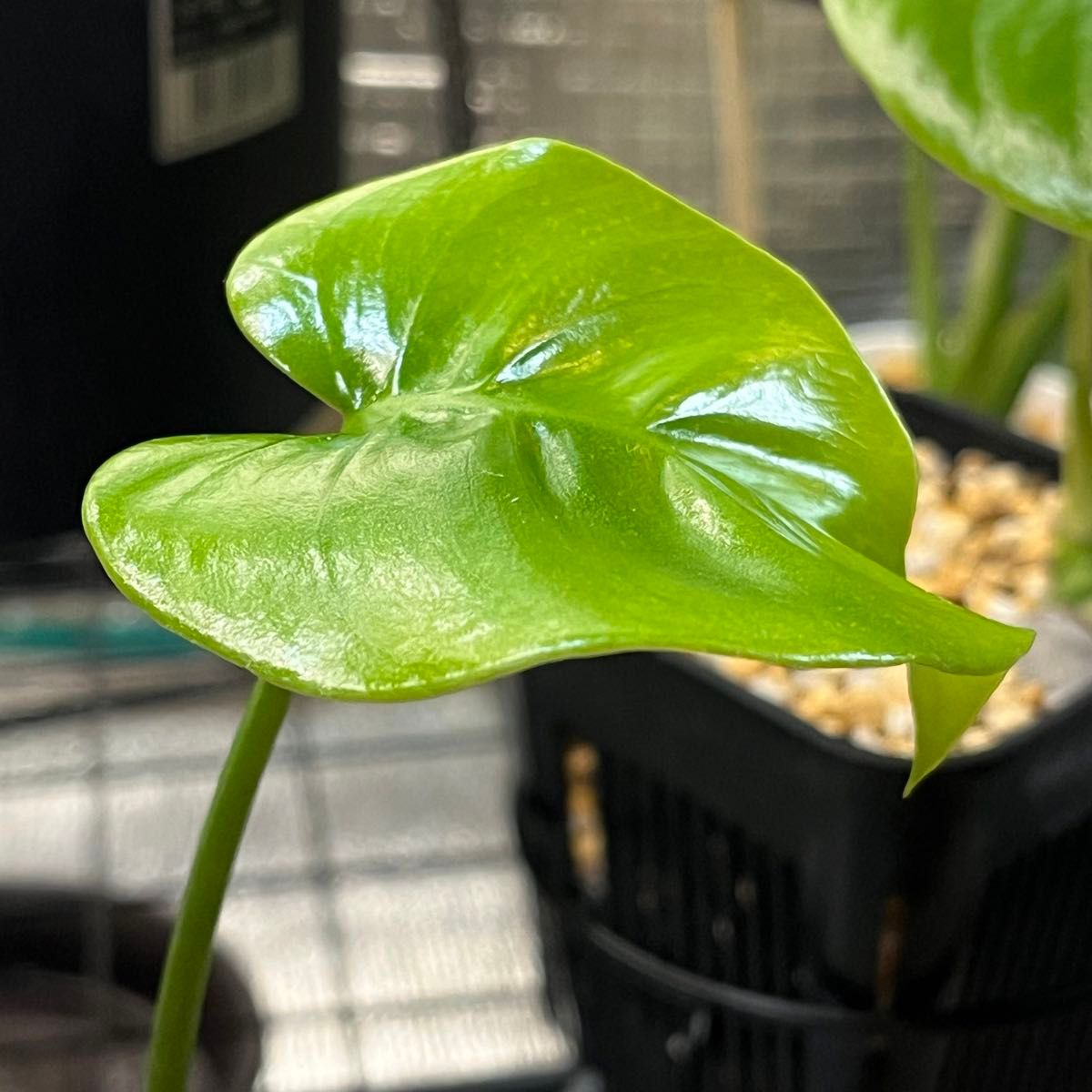 モンステラ・ホワイトモンスター 天津蘭 Monstera Deliciosa モンステラ・ホワイトモンスター 天津蘭 Monstera Deliciosa