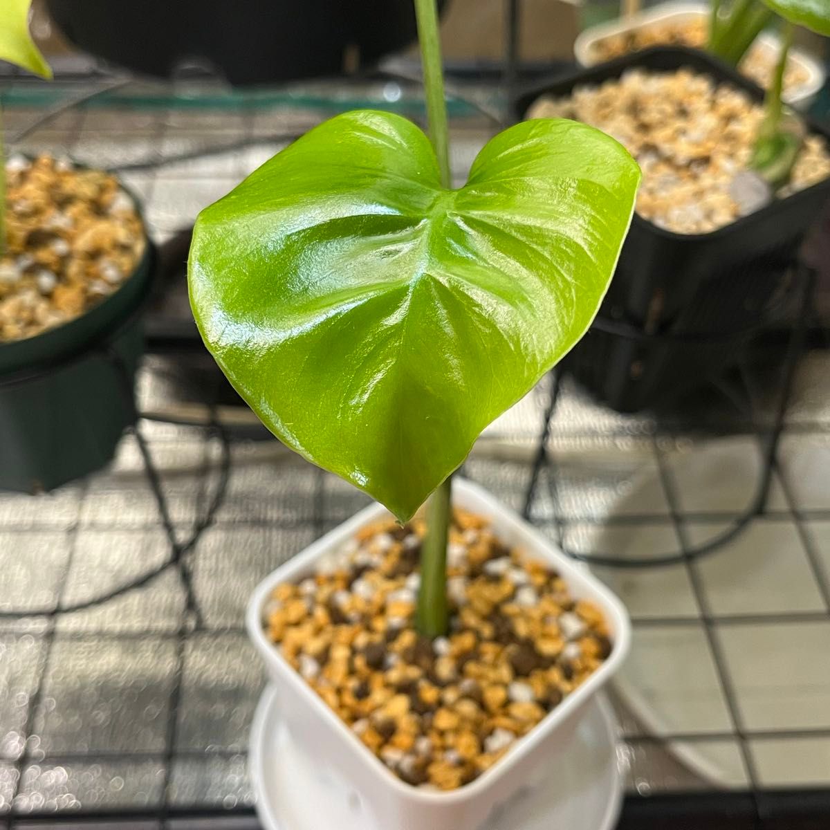 モンステラ・ホワイトモンスター 天津蘭 Monstera Deliciosa モンステラ・ホワイトモンスター 天津蘭 Monstera Deliciosa