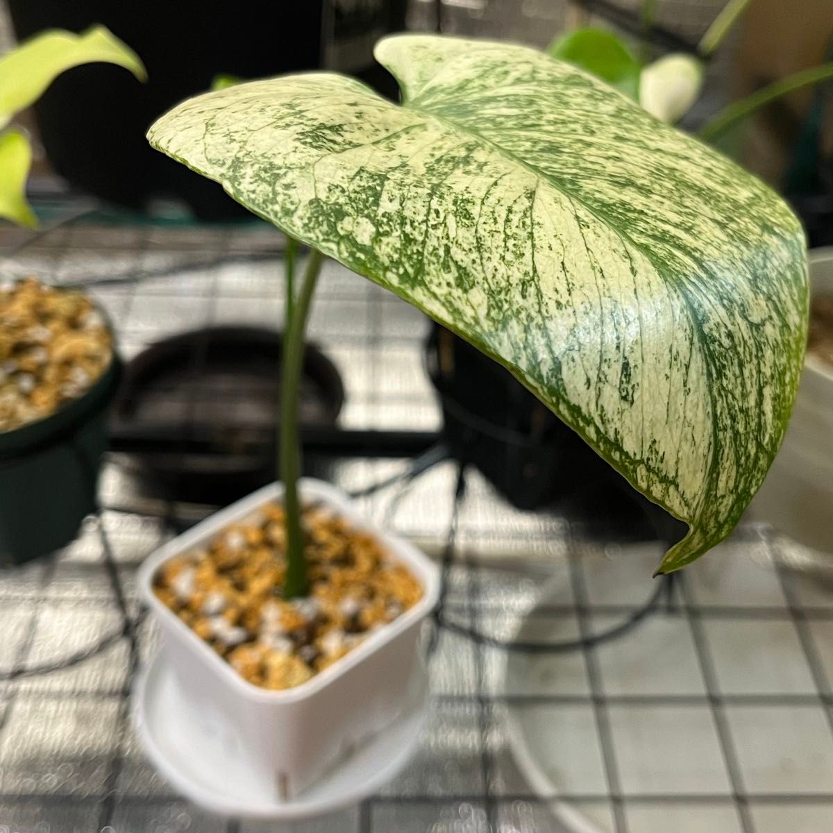 モンステラ・ホワイトモンスター 天津蘭 Monstera Deliciosa モンステラ・ホワイトモンスター 天津蘭 Monstera Deliciosa