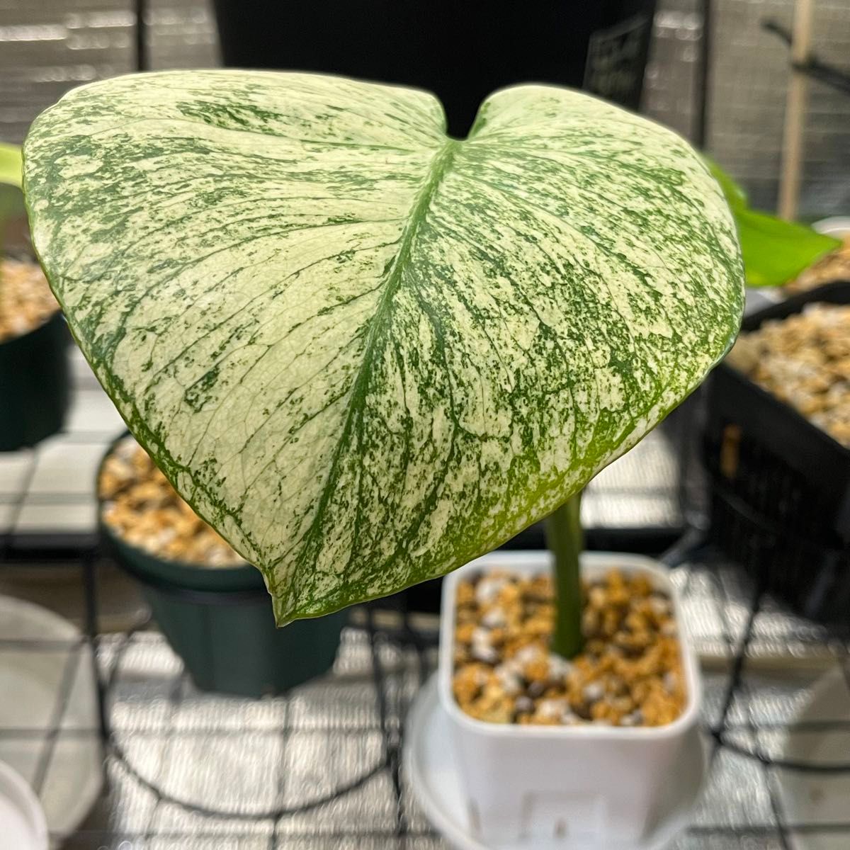 モンステラ・ホワイトモンスター 天津蘭 Monstera Deliciosa モンステラ・ホワイトモンスター 天津蘭 Monstera Deliciosa