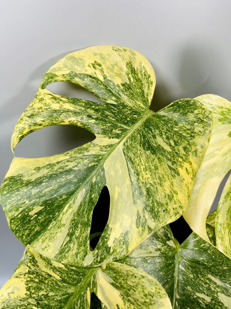 モンステラ25 斑入り レガシー デリシオーサ 葉付き発根済み 限定株 02」10月のラスト株! Monstera Legacy Variegata モンステラ