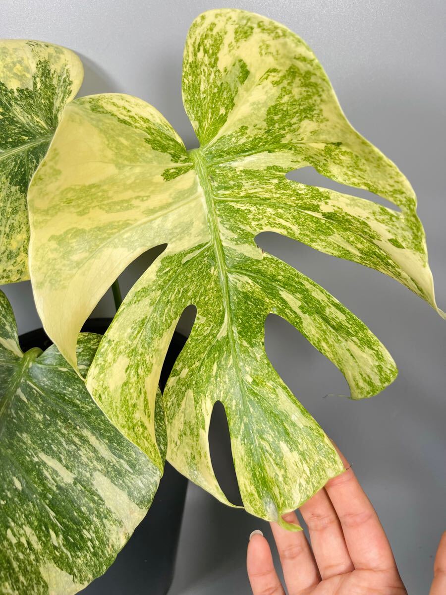 モンステラ・レガシー / Monstera 'Legacy'② 02」10月のラスト株! Monstera Legacy Variegata モンステラ