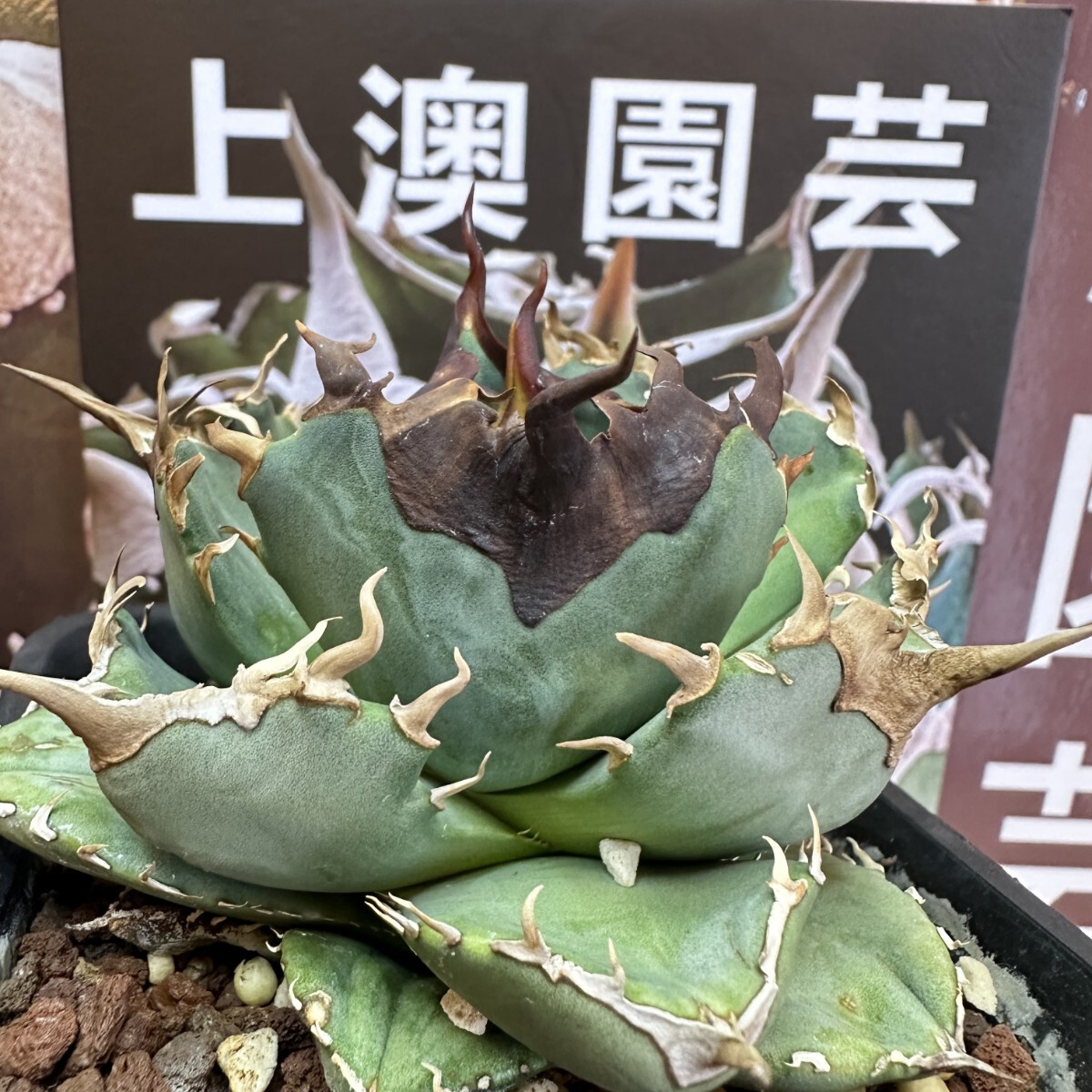Yahoo!オークション - 090【上澳園芸】 アガベ チタノタ shangao Yahoo!オークション - 090【上澳園芸】 アガベ チタノタ shangao