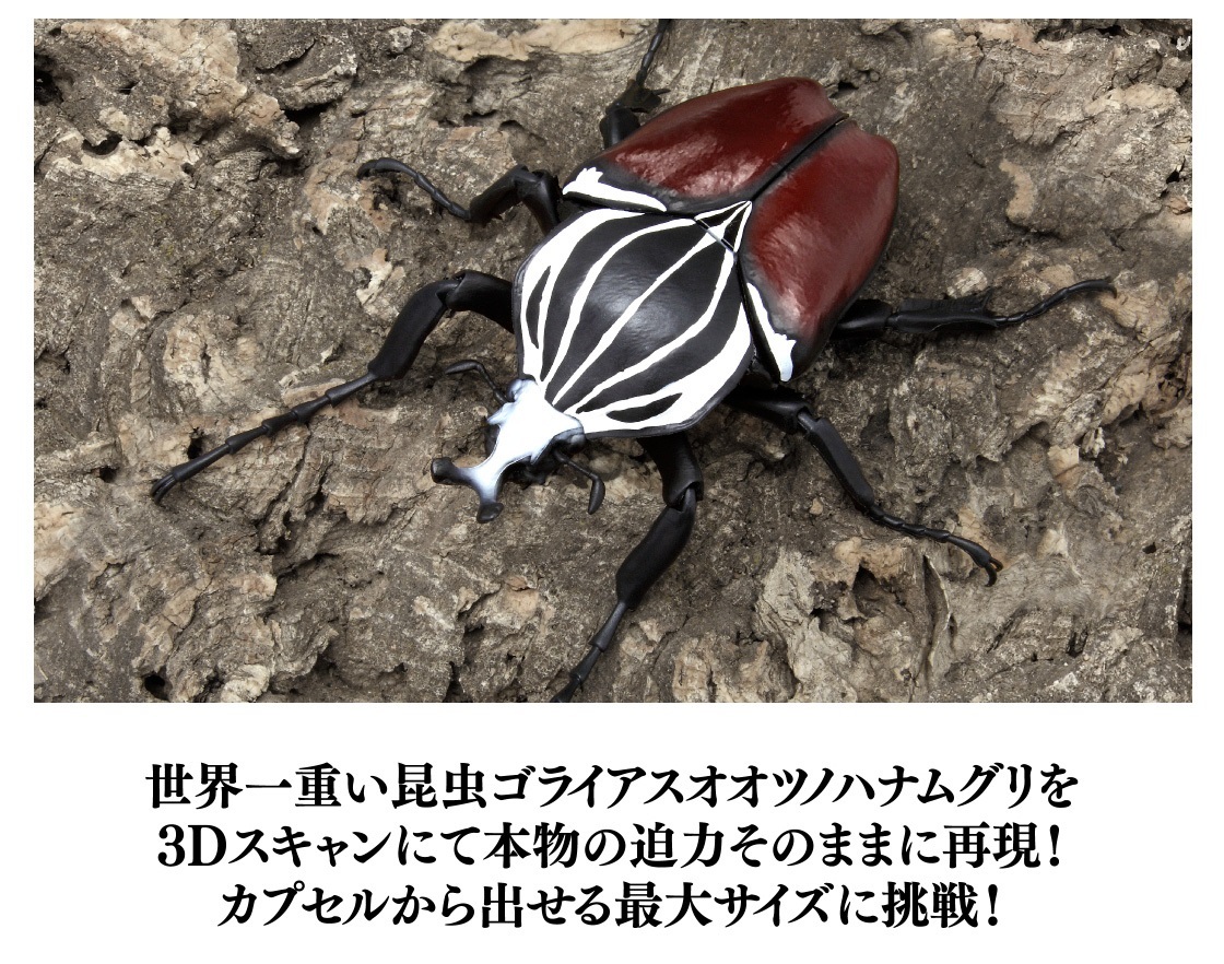 いきもの大図鑑かぶとむし 03 ゴライアスオオツノハナムグリ 04 いきもの大図鑑かぶとむし 03 ゴライアスオオツノハナムグリ 04