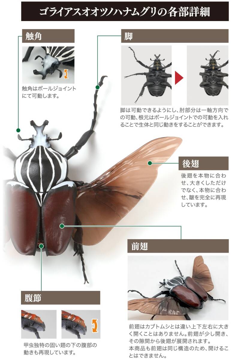 いきもの大図鑑かぶとむし 03 ゴライアスオオツノハナムグリ 04 いきもの大図鑑かぶとむし 03 ゴライアスオオツノハナムグリ 04