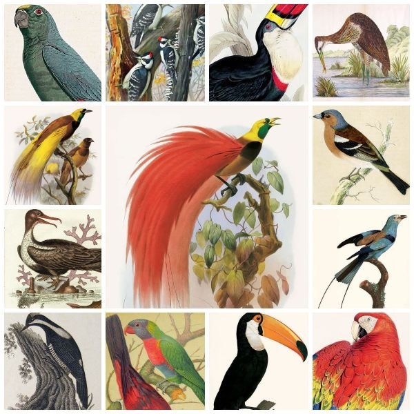 代購代標第一品牌 樂淘letao ビンテージ 手描き 鳥 画像 800種 素材集 コレクション バードウォッチング 梟 雀 鳩 音呼 鶩 烏 孔雀 鷹 鶴 隼 鷲 鳶 Iphone11 Xr Proで 代購代標第一品牌 樂淘letao ビンテージ 手描き 鳥 画像 800種 素材集 コレクション バードウォッチング 梟 雀 鳩 音呼 鶩 烏 孔雀 鷹 鶴 隼 鷲 鳶 Iphone11 Xr Proで