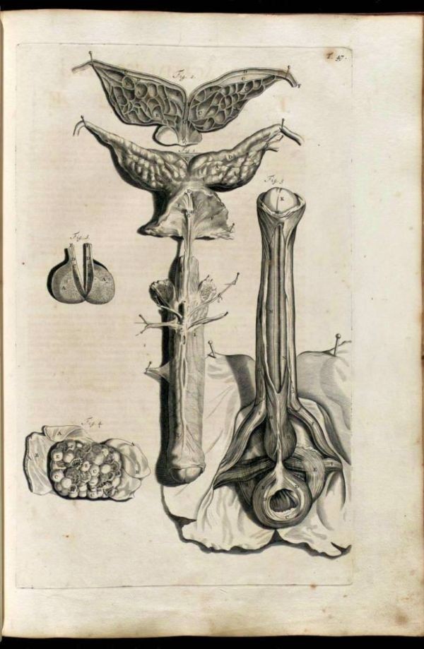 ヴィンテージ 人体解剖学 医療解剖学 画像集 資料 2000種/1500年代 ～ 1800年代 歴史的 メディカル 人間 内臓器 医学 中世 北米 情報 病院_画像6