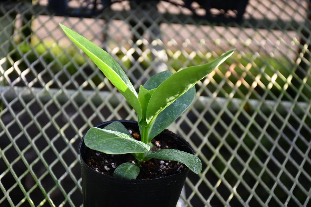 241102 AO ハワイの花木 プアケニケニ Fagraea berteriana 60 241102 AO ハワイの花木 プアケニケニ Fagraea berteriana 60