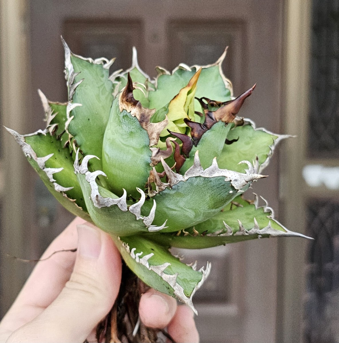 現品 ゴリ猫中　 検（agave FO　076 チタノータ　アガベ　白鯨　吉祥天　パリー パープソラム　氷山 ピンキー　好きにも