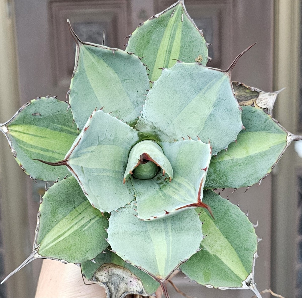大きめジャックポット 　検（agave チタノタ　チタノータ　アガベ　オバティホリア　吉祥天好きにも