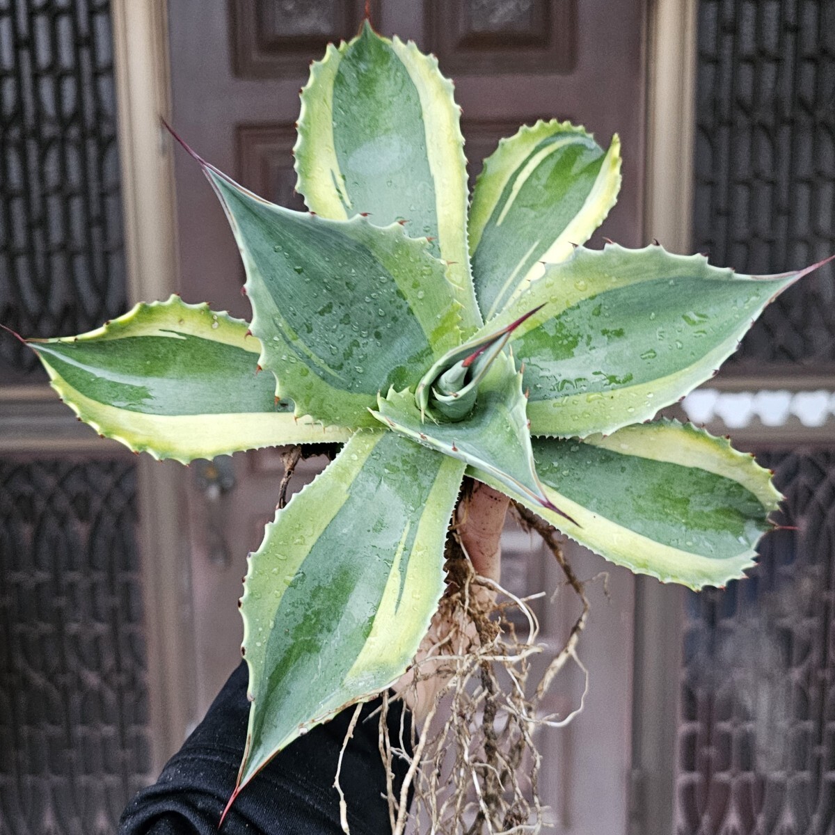 現品オルカ大きめ 　検（agave チタノタ　チタノータ　アガベ　リュウゼツラン　吉祥天　パリー　 ホリダ　好きにも