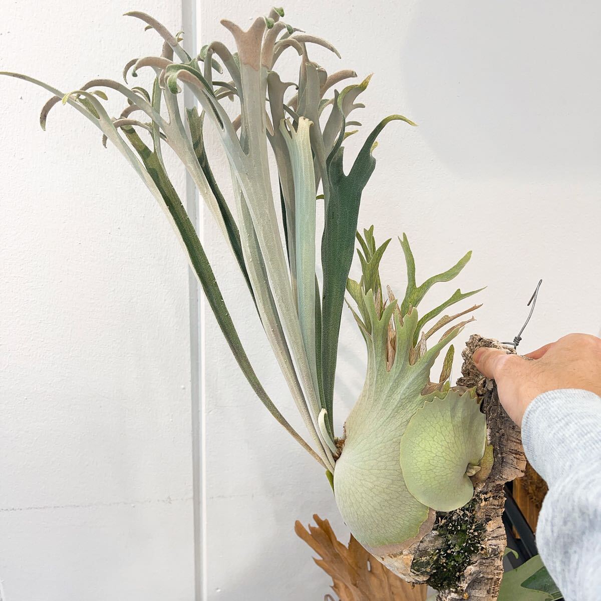 SALE，限定セールビカクシダ ベイチー アーバンリバー 子株(ビカクシダ、コウモリラン)｜売買されたオークション情報、yahooの商品情報をアーカイブ公開 - オークファン ビカクシダ、コウモリラン