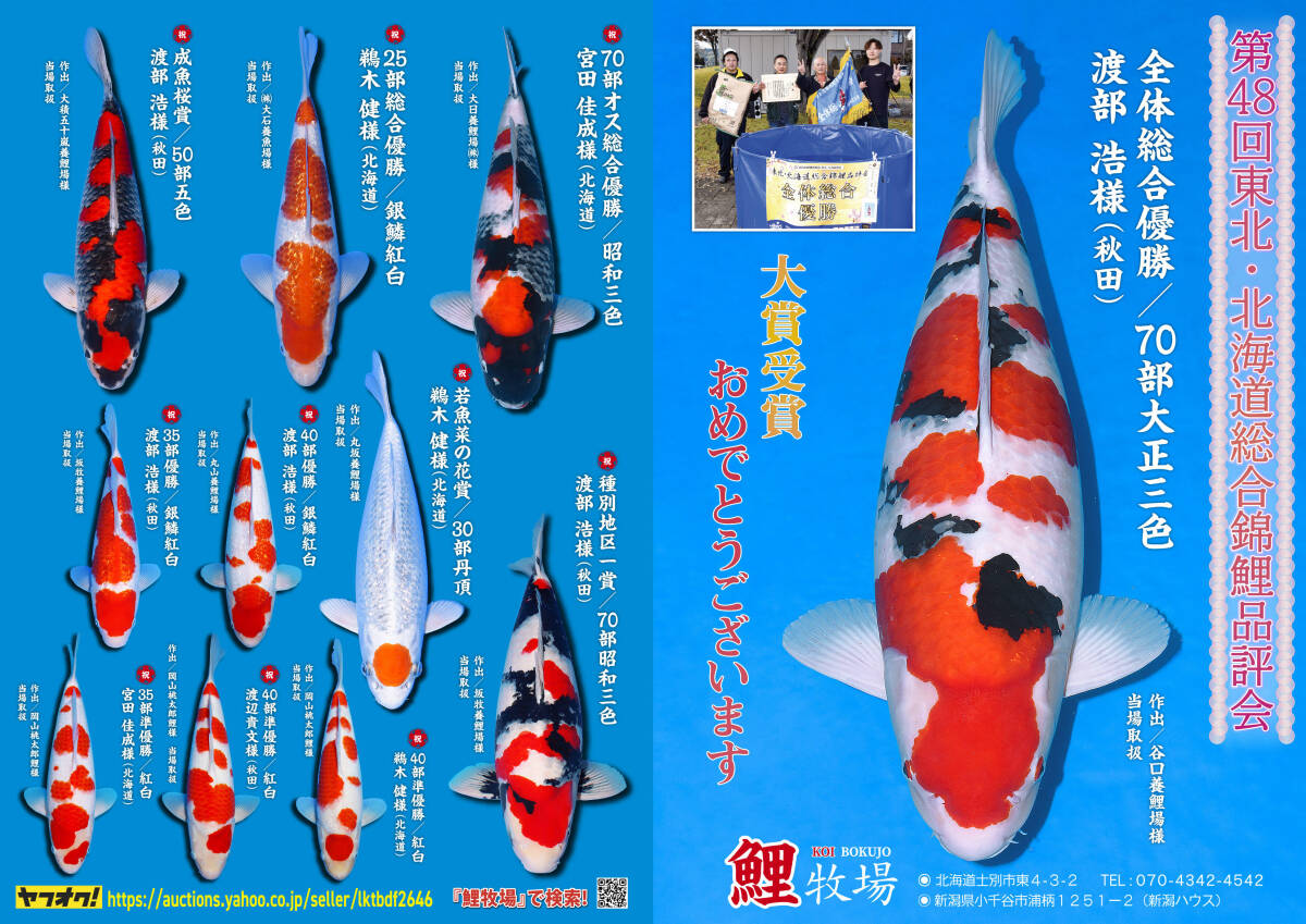 ◆革命鯉◆　№１【金太郎コレクション！！】　坂牧養鯉場　２歳　　生産証明書付　生産者直送  坂牧養鯉場 ⁄ 錦鯉通販販売仙助