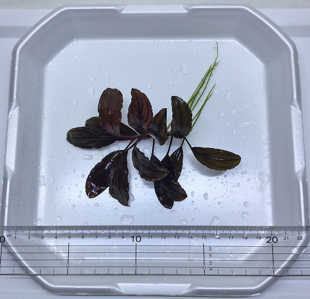 ブセファランドラsp. ゴースト2016 水中株Bucephalandra sp