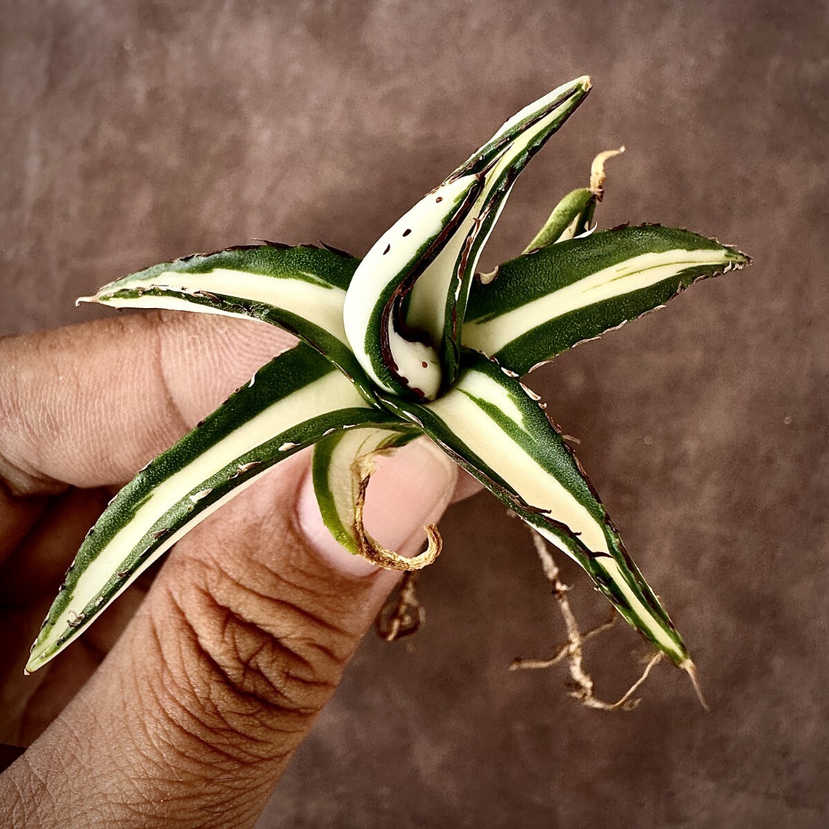 Bibian 比比昂- Lj_plants A538 多肉植物アガベ笹の雪氷山白中斑 Bibian 比比昂- Lj_plants A538 多肉植物アガベ笹の雪氷山白中斑
