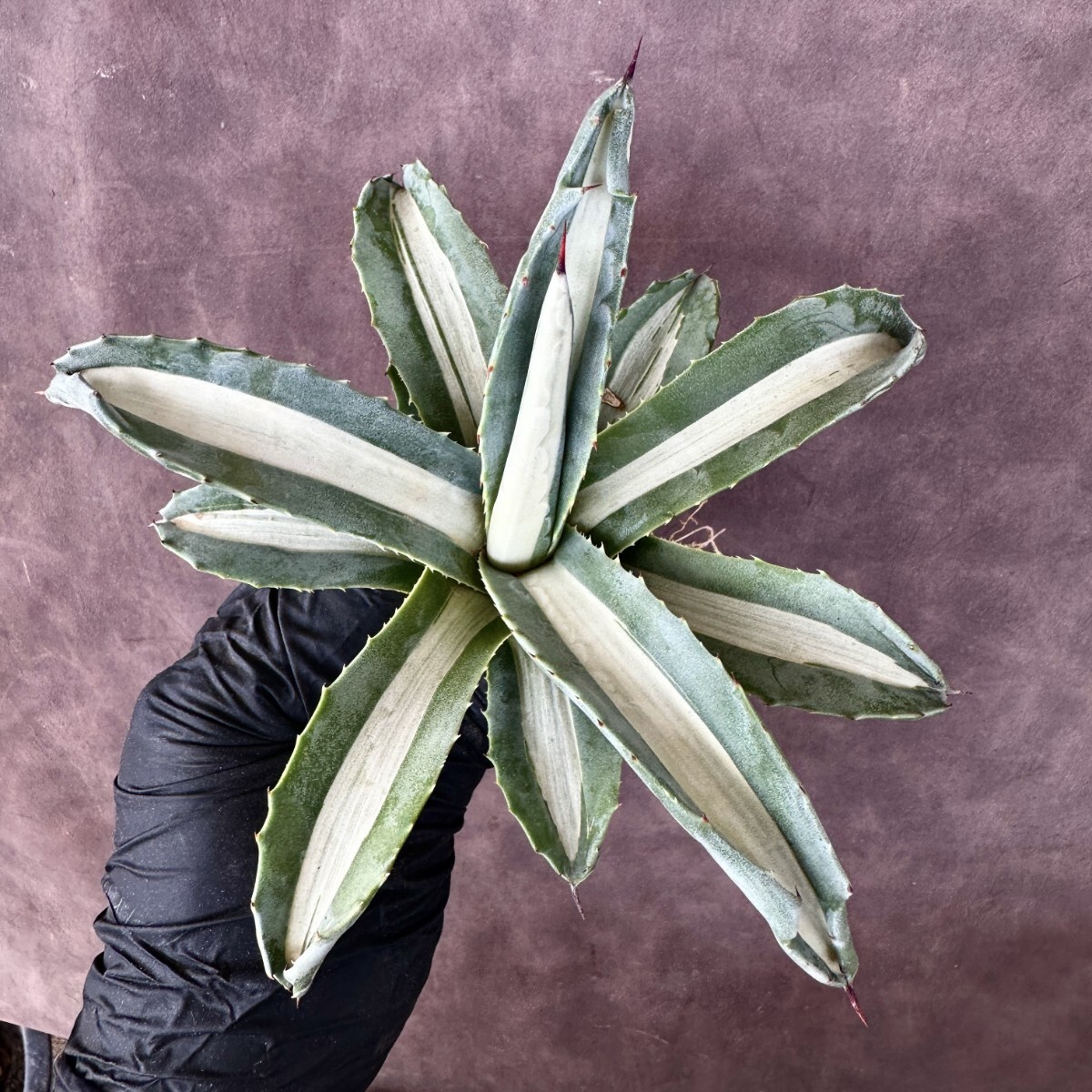 Lj_plants A637 激レア高級品種 アガベ多肉植物アメリカーナ華厳 Lj_plants A637 激レア高級品種 アガベ多肉植物アメリカーナ華厳