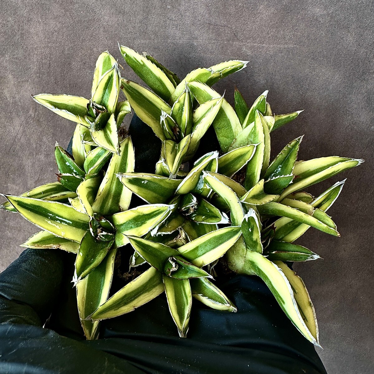Lj_plants A421 多肉植物 アガベ 笹の雪 輝山 覆輪錦 10株 同 Lj_plants A421 多肉植物 アガベ 笹の雪 輝山 覆輪錦 10株 同