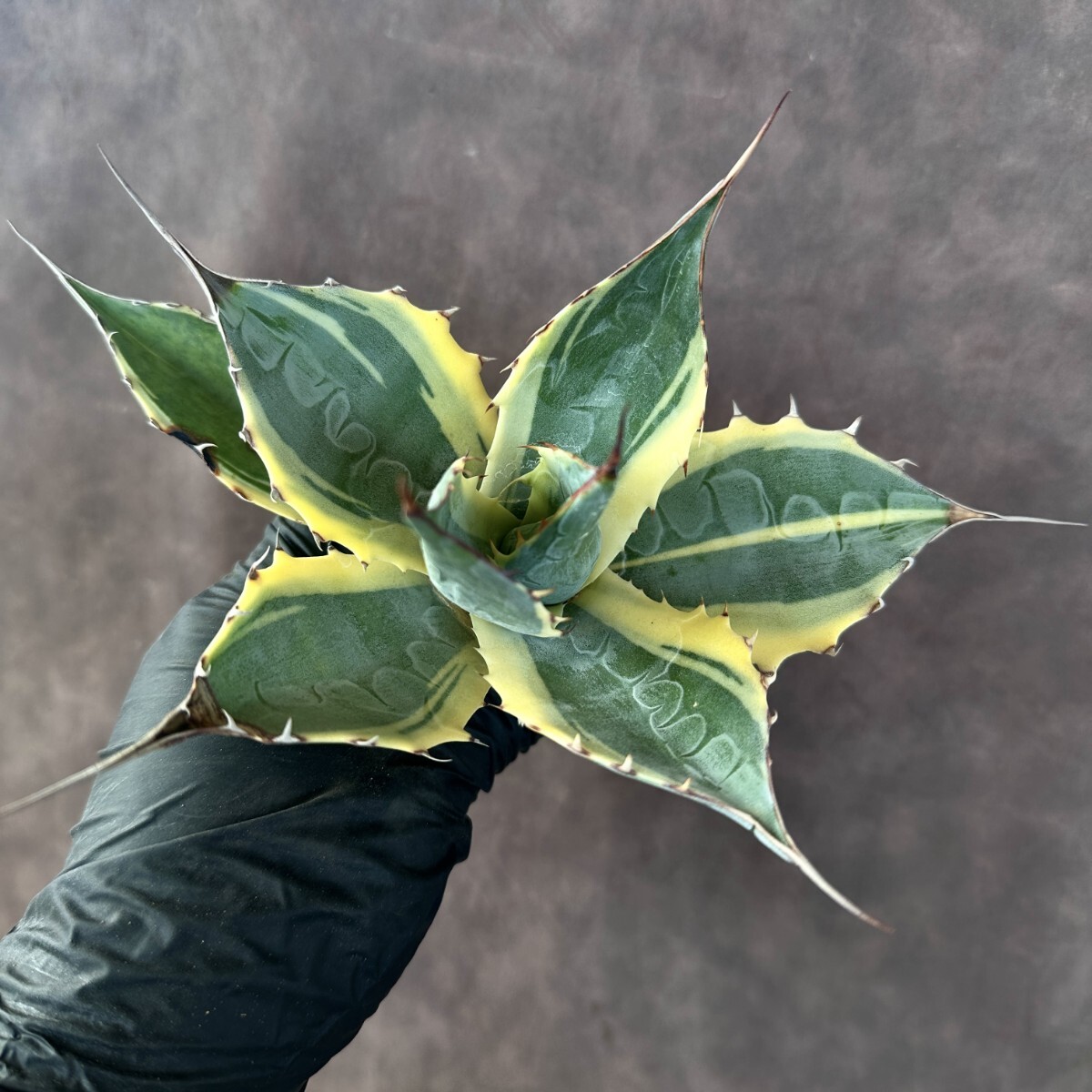 【即納&大特価】 Lj_plants インプレッショニスト パラサナ アガベ 多肉植物 A439 アガベ