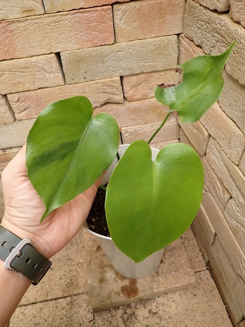  монстера telisio-sa оттенок зеленого . ввод (Monstera deliciosa Green Yellow variegata)