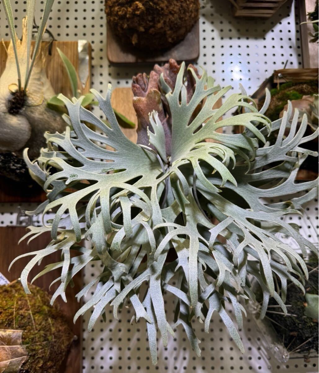 ビカクシダ ウィリンキー バクテリア