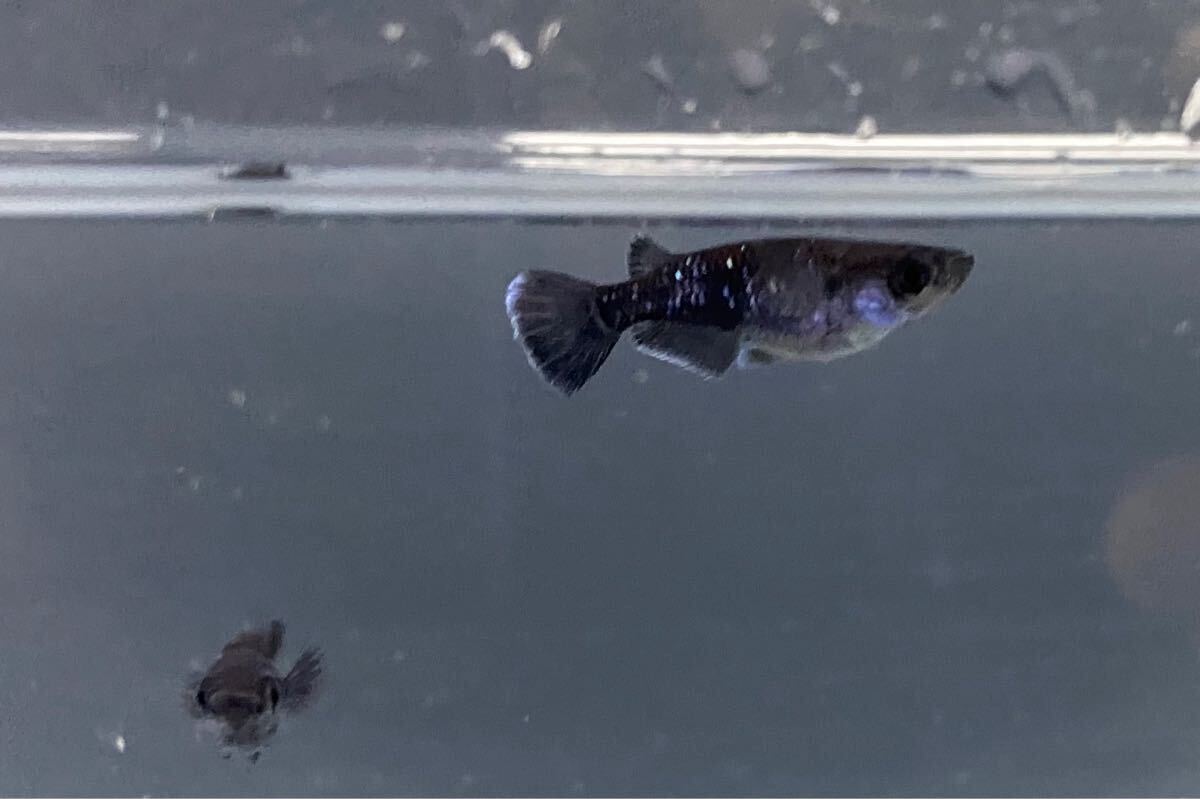 現物出品 】 曜変天目 若魚 1ペア 種親夢中メダカ直系 メダカ