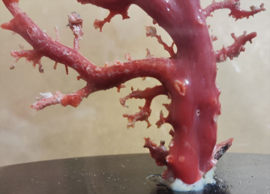 天然血赤珊瑚原木 貴重 本物保証 置物 寶石 珊瑚 最高