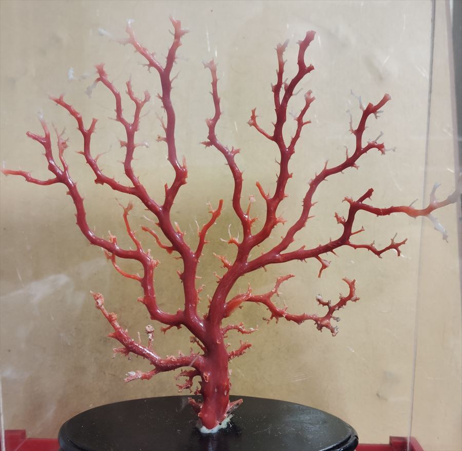 天然血赤珊瑚原木 貴重 本物保証 置物 寶石 珊瑚 最高