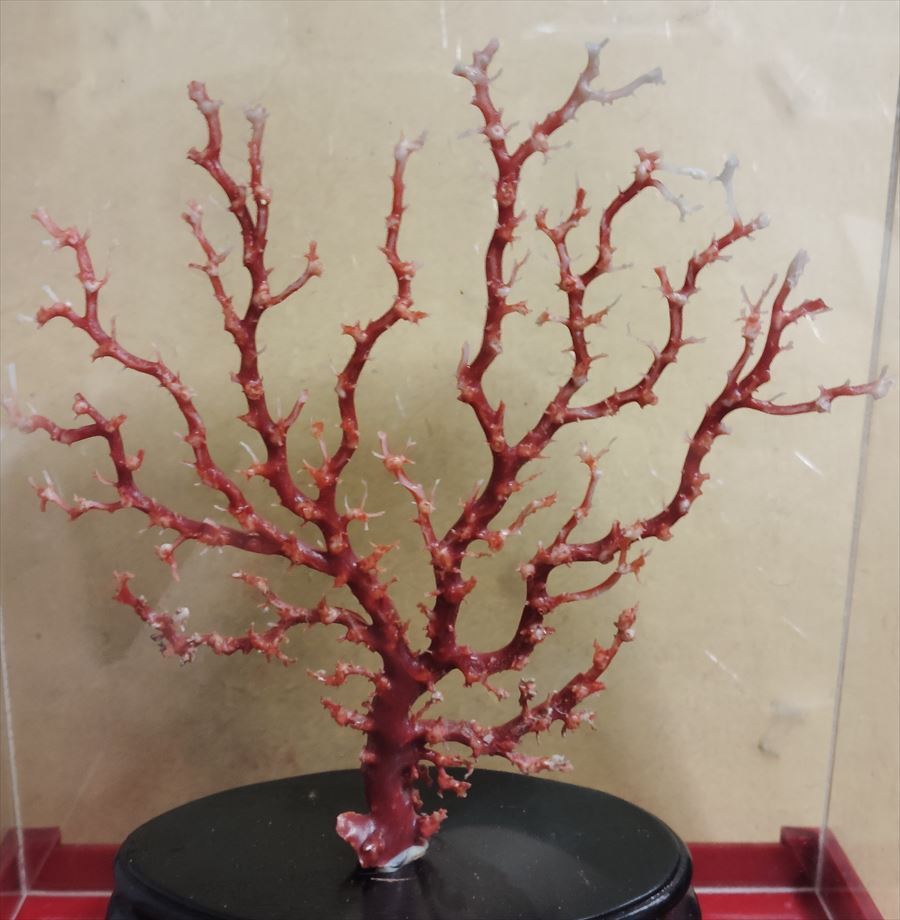 天然血赤珊瑚原木 貴重 本物保証 置物 寶石 珊瑚 最高
