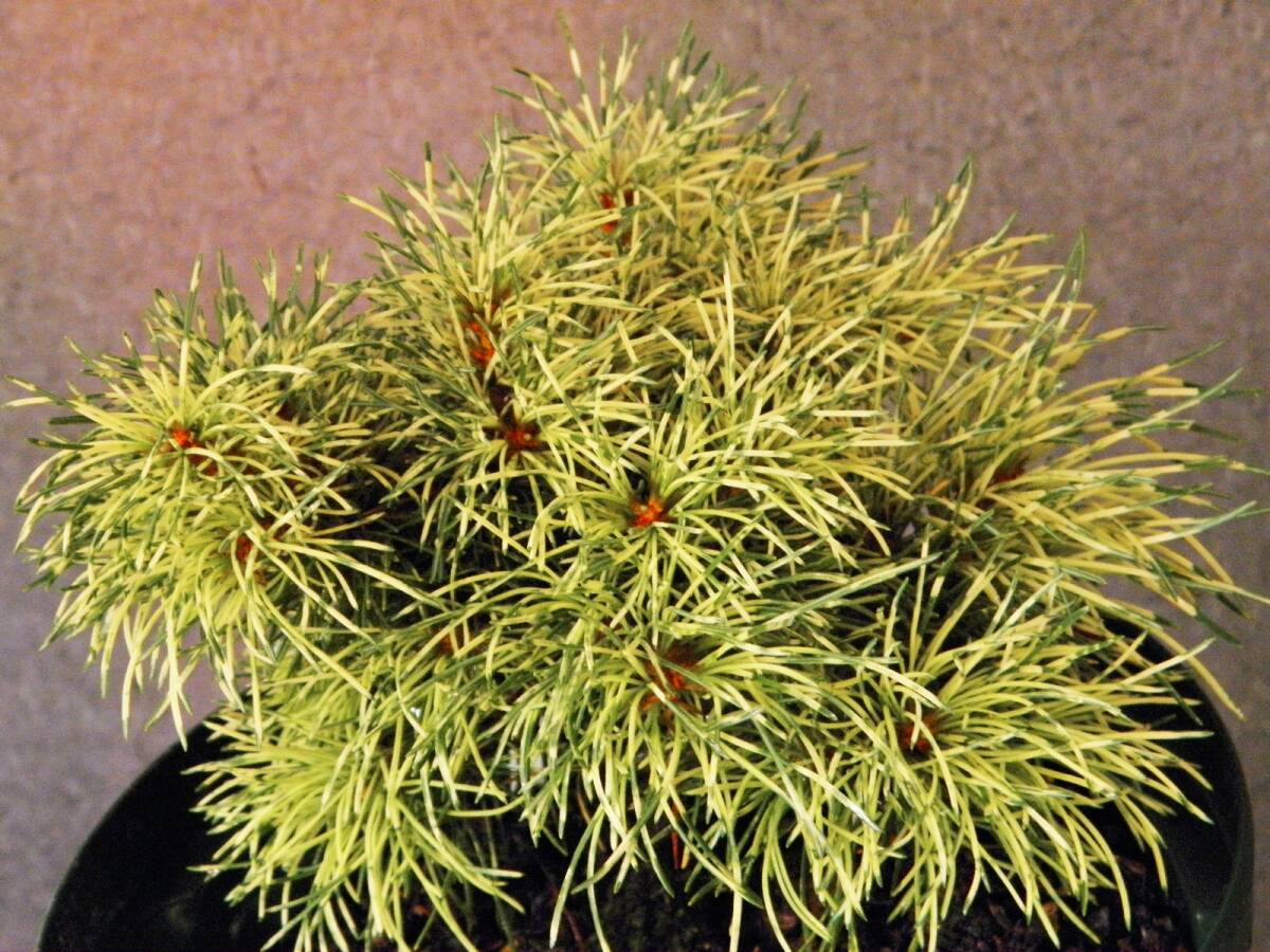 斑入(白散)　八房.多枝性 五葉松　[伯 楽]　・珍品・花木・山野草
