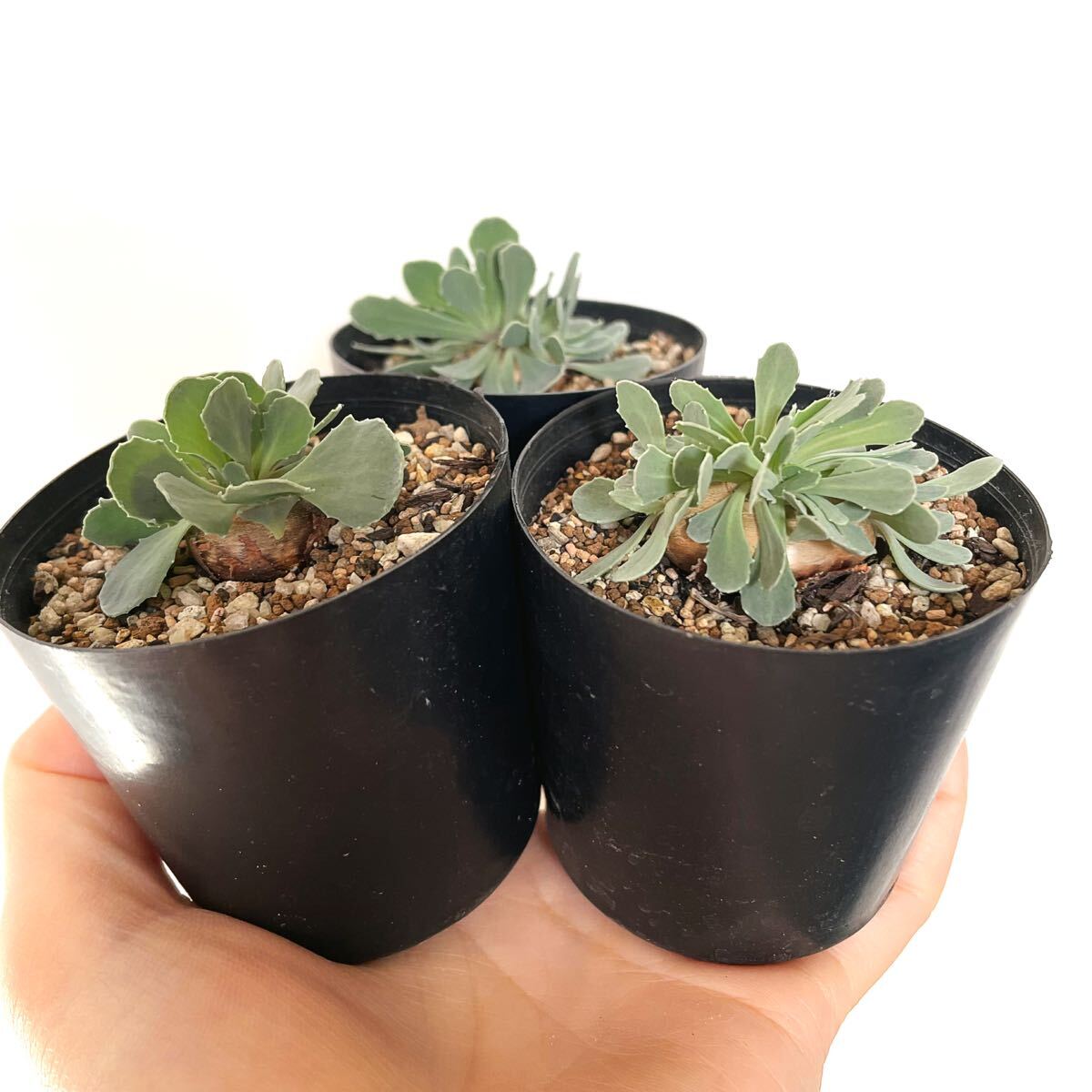オトンナ カカリオイデス Othonna cacalioides 実生苗 3株セット
