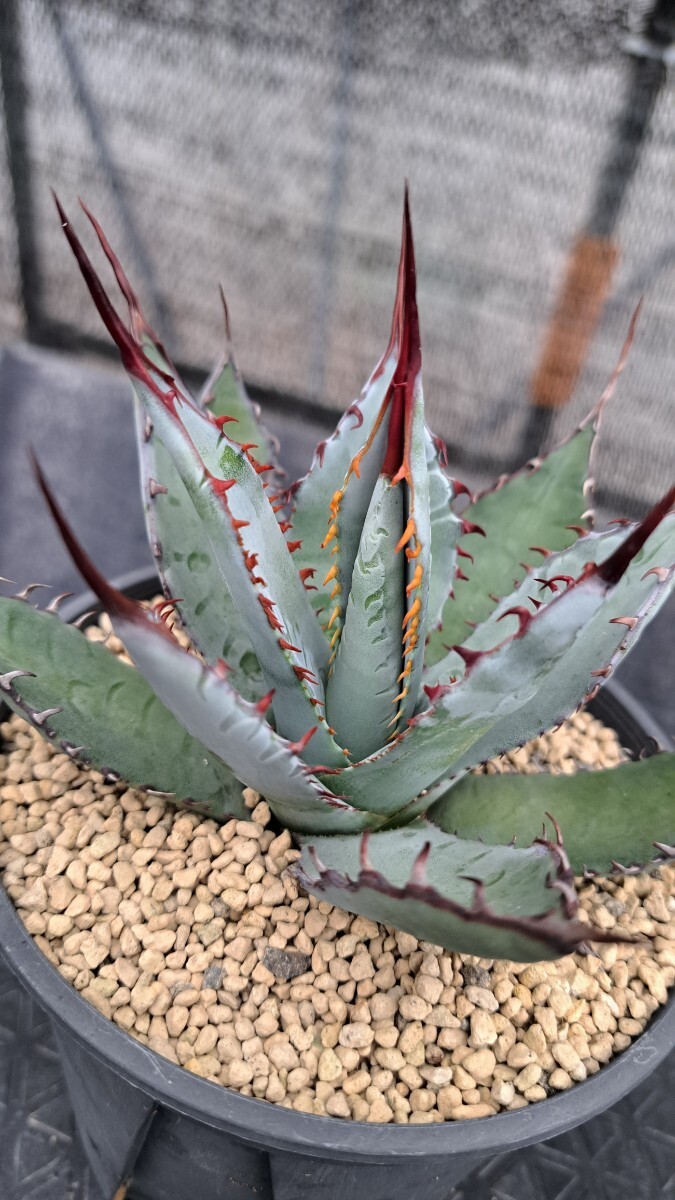 アガベ 屈原の舞扇|観葉植物 アガベ 屈原の舞扇|観葉植物