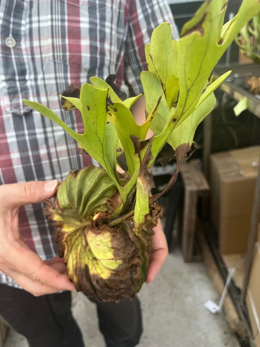 *10/30 import * staghorn fern plant *Platycerium ridleyi ( pra tikeliumlido Ray )Center Borneo Wild/. angle . tooth 33