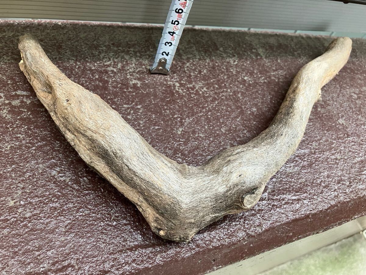 ■湖底沈水Ｌ型流木8 お魚の隠れ家 アク抜き済【水槽 熱帯魚 メダカ 盆栽 工作 生け花 エビ 華道 DIY 爬虫類 インテリア 水草着生】_画像7