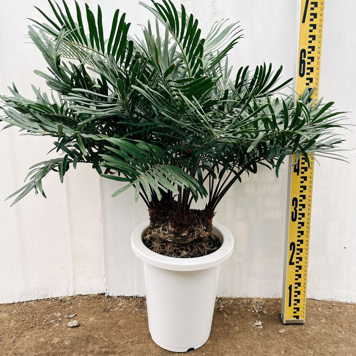 希少 黒入荷！ 多頭 7号 フロリダーナ ザミア 希少品種レア 観葉植物 大型大株 その他観葉植物