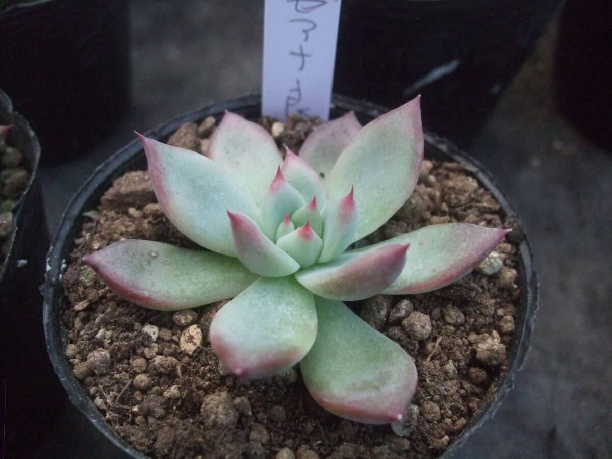 多肉植物 エケベリア リンゼアナ良型|サボテン 多肉植物 エケベリア リンゼアナ良型|サボテン