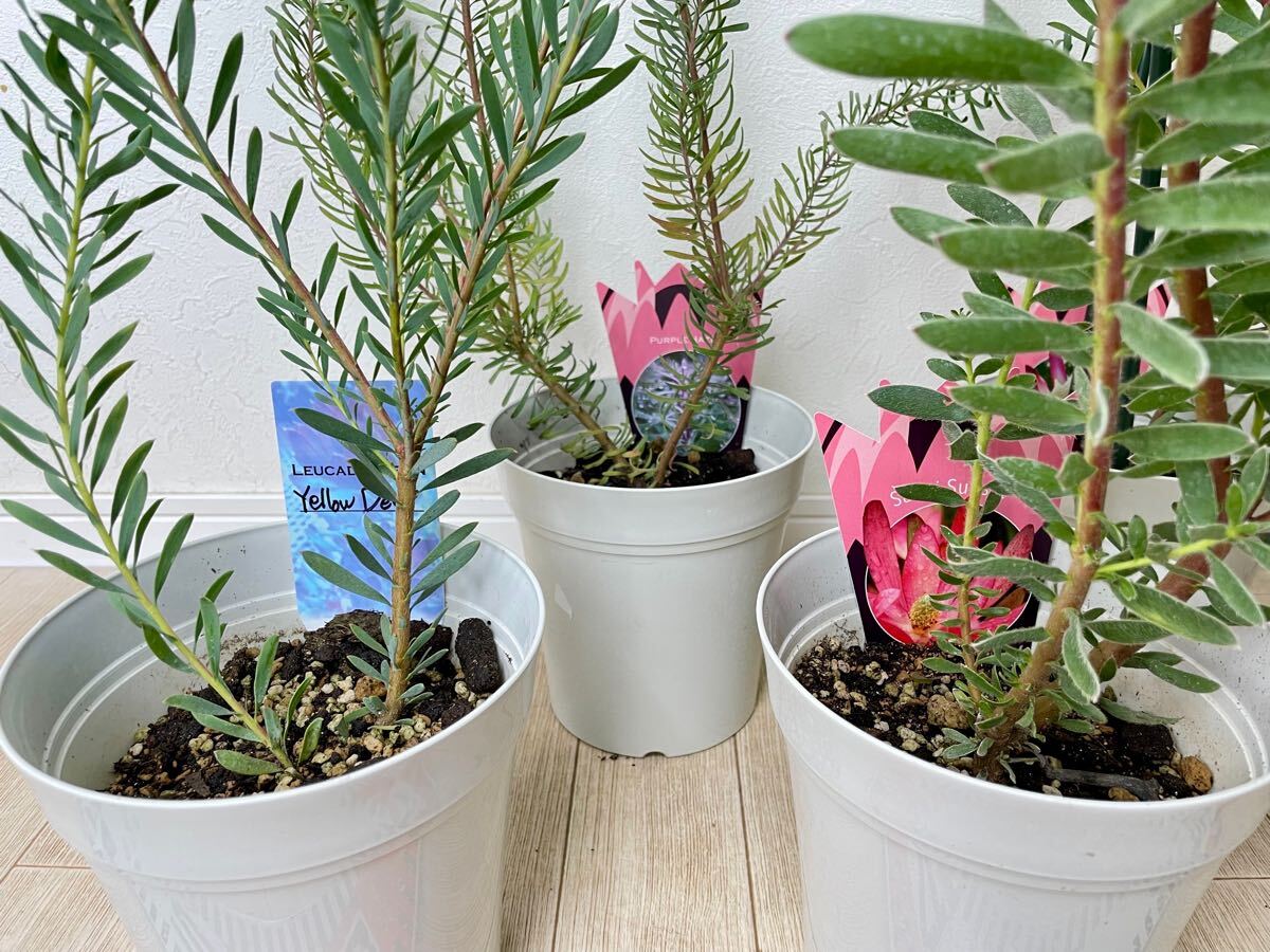 ６日入荷⭐️リューカデンドロン5品種　⭐️5鉢セット リューカデンドロン 5種セット 5号鉢