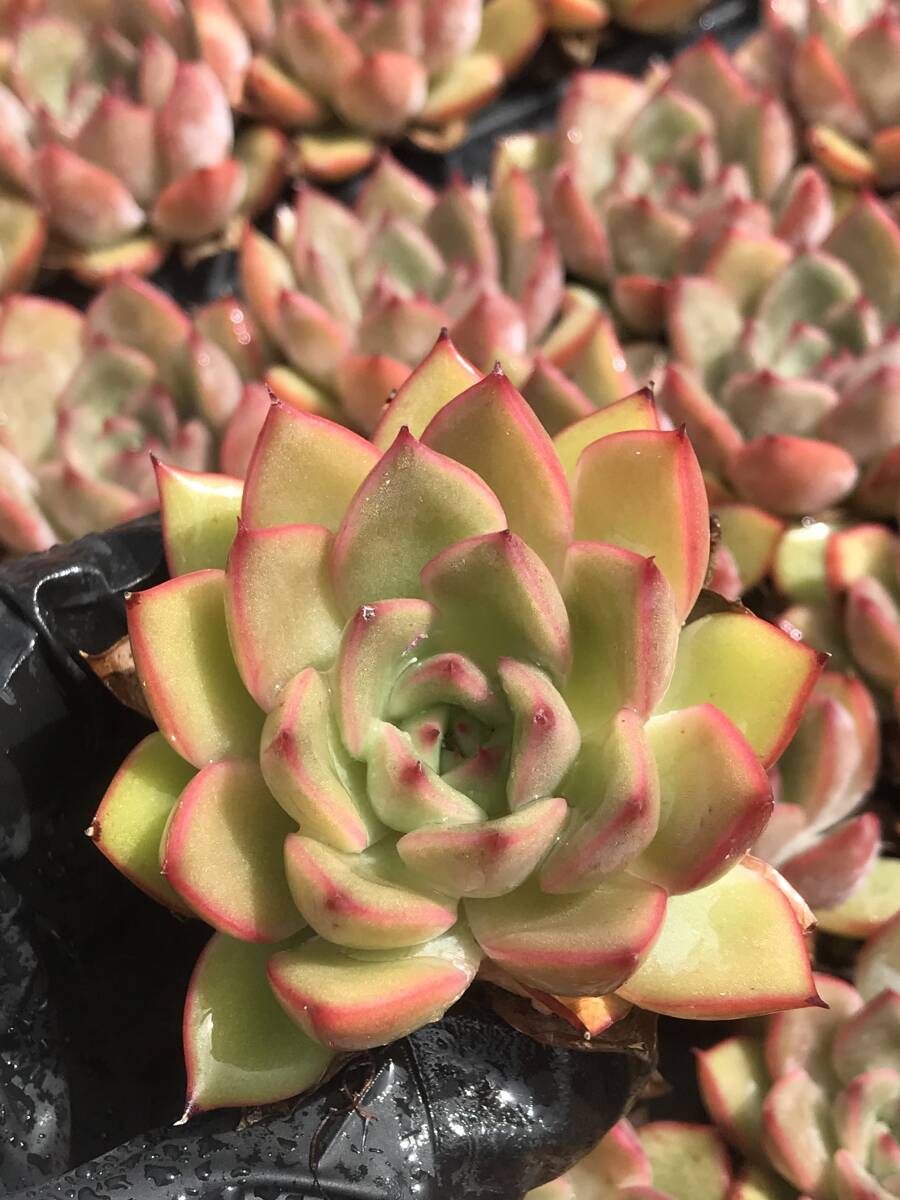 W33-2　香妃　72苗セット　多肉植物　エケベリア　サボテン　観葉植物　花　園芸　レア種　土と根付きで 
