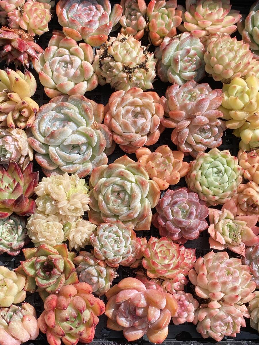 鮮やかな詰め合わせセット　W1-95　57苗　エケベリア　カット苗　韓国苗　サボテン　多肉植物　新発売