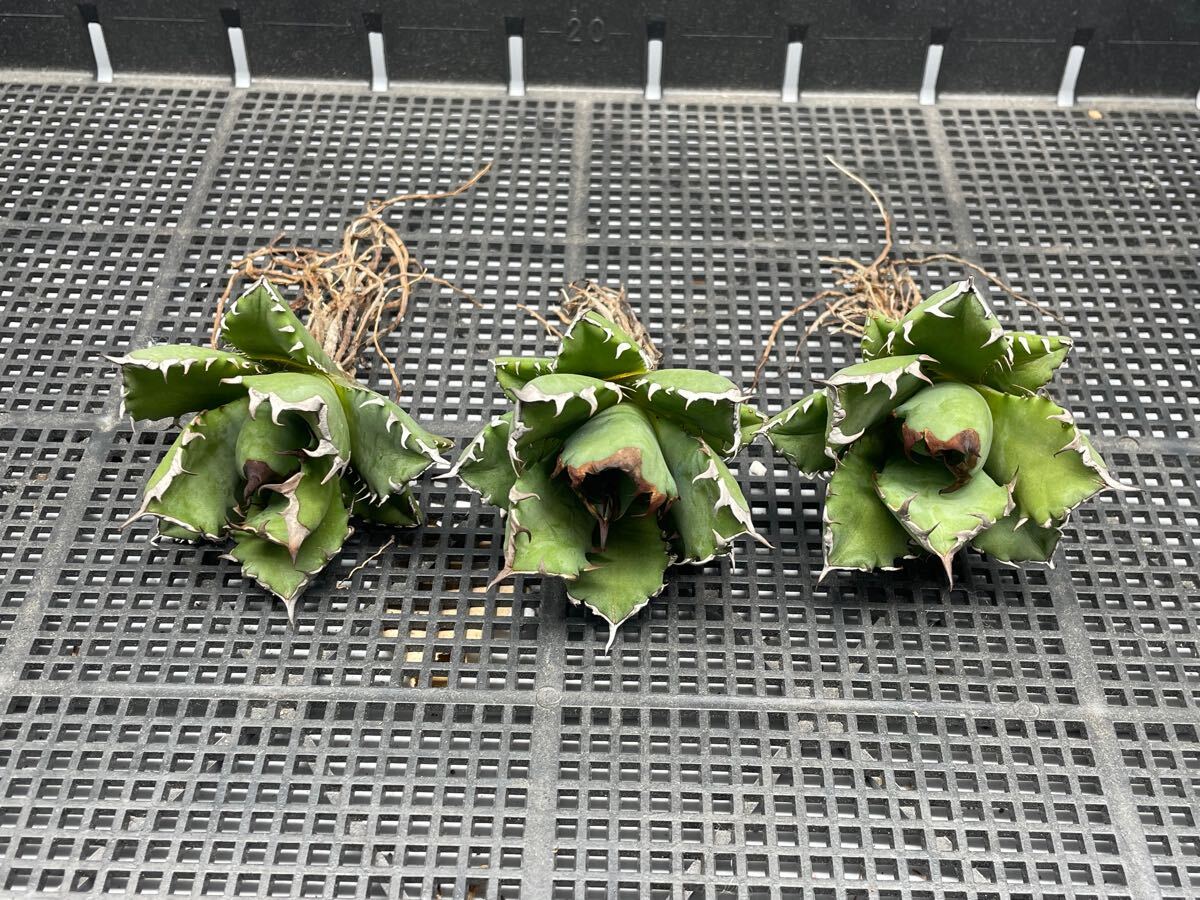 Lj_plants A660 貴重な希少種 アガベ チタノタ 白犀牛 良の血統